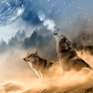 Wolves howling_nabrita.com